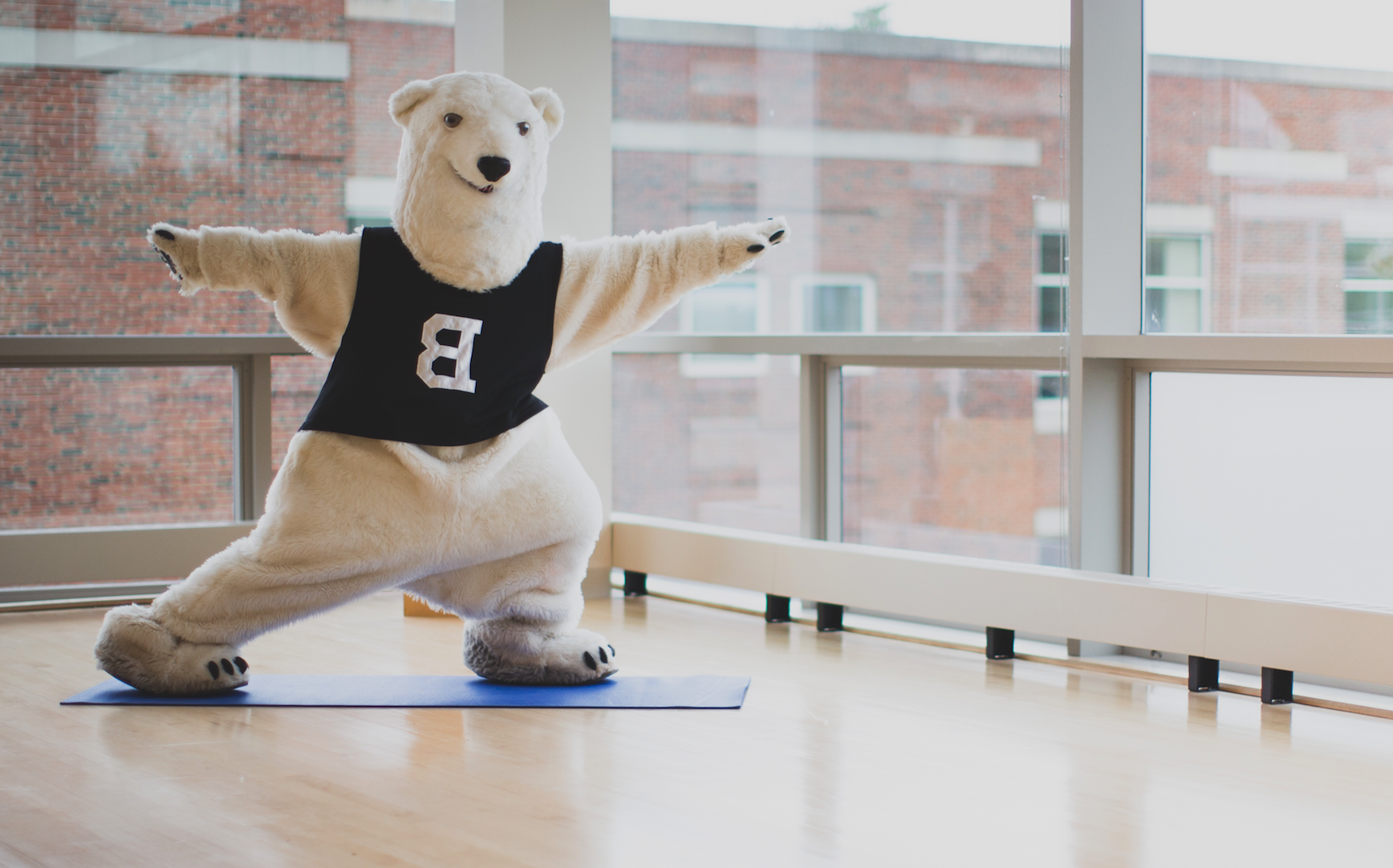 The polar bear does some yoga at the Buck Center.