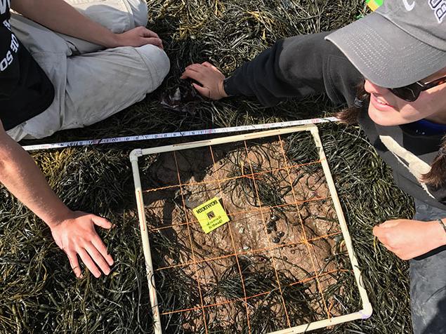 students using the barnacle quadrant