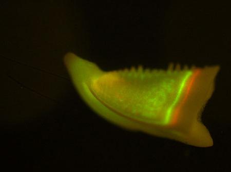 striped urchin jaw photo