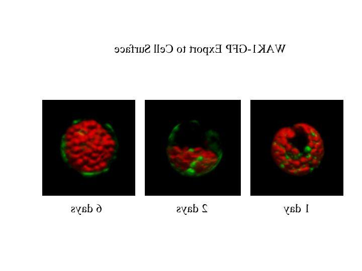 WAKI-GFP Export to Cell Surface Image