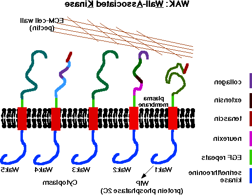 5 Waks Model Image