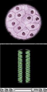 AP Cells microscopic image