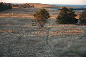 borealis island ecology photo