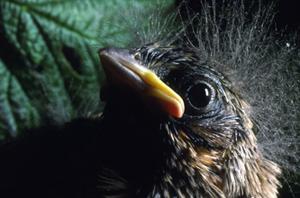 savannah-sparrow-ecology photo